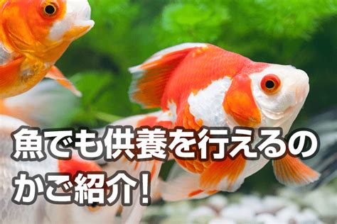 魚死掉埋葬|熱帯魚のお葬式について～熱帯魚が死んでしまった時。